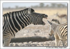 Plains Zebra