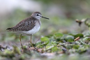 Wood Sandpiper