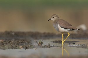 White-tailed Lapwing