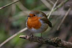 Winter Robin