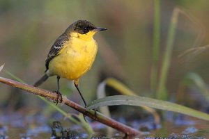 Yellow Wagtail