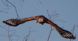 Red-shouldered Hawk