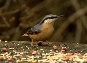 Nuthatch