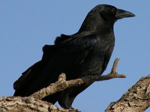 American Crow in Dallas, Texas