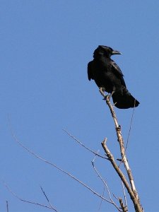 American Crow in Dallas, Texas