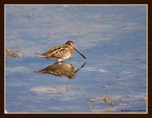 Common Snipe - Gallinago gallinago