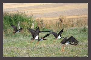 Black Stork - Ciconia nigra