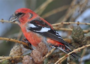 Two-barred Crossbill; Adult Male