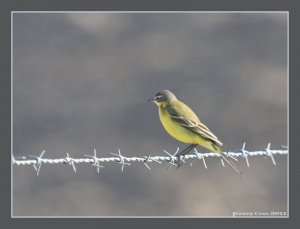 Yellow Wagtail - Motacilla flava