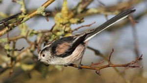 Curious little Long-tailed Tit