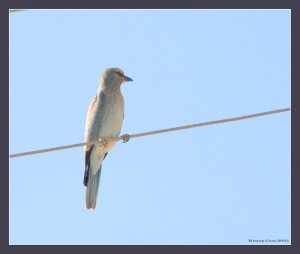 European Roller - Coracias garrulus