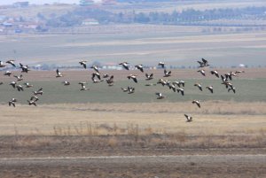 Ruddy Shelduck - Tadorna ferruginea