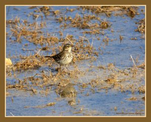 Water Pipit - Anthus spinoletta