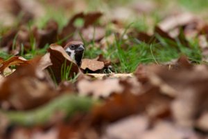 Camouflage: Tree Sparrow