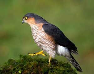 Strutting Sparrowhawk