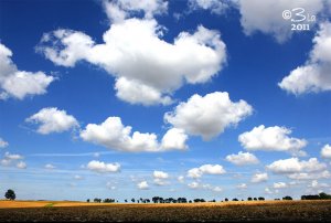 The Tree Line