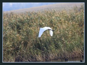 Great White Egret - Casmerodius albus