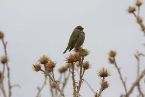 Greenfinch - Carduelis chloris