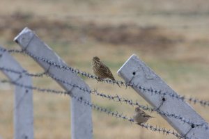 Corn Bunting - Emberiza calandra