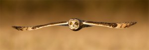 Short Eared Owl