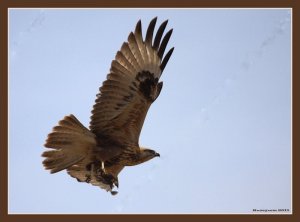 Long-legged Buzzard - Buteo rufinus