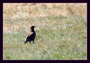 Lesser Spotted Eagle - Aquila pomarina