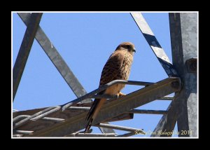 Common Kestrel - Falco tinnunculus