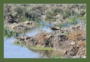 Green Sandpiper - Tringa ochropus