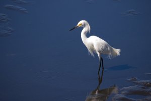 Snowy Egret