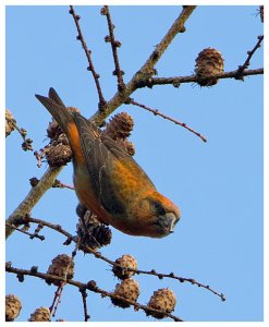 Common Crossbill