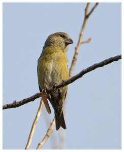 Common Crossbill