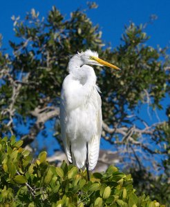 Great Egret