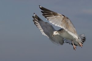 Herring Gull, 3rd Winter