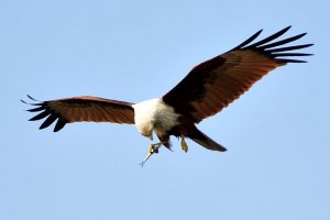 Malaysian Eagle