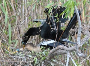 Mating Anhinga at Royal Palm