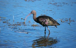 Glossy Ibis