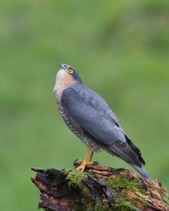 Young Male Sparrowhawk