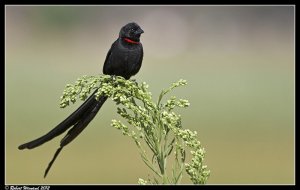 Red-collared Widowbird