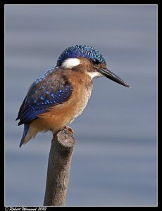 Malachite Kingfisher juv. - Alcedo cristata