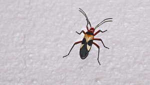 Pale Red Bug