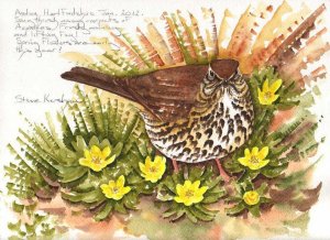 Song Thrush and winter aconite.