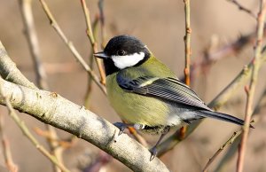 Great Tit