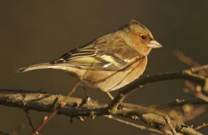 Late  afternoon chaffinch