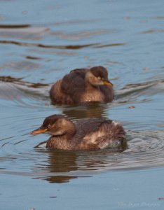 Little Grebes playing in Koya pond