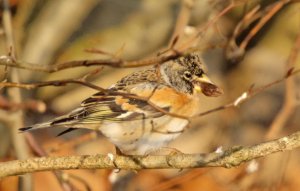 Brambling