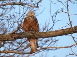 Red Kite