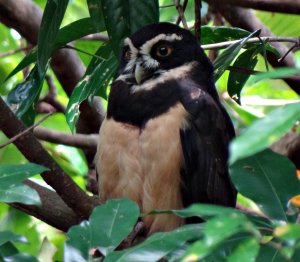 Spectacled Owl