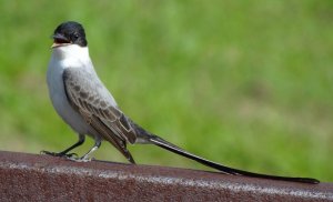 Fork-tailed Flycatcher