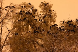 Crows at nighting site