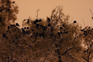 Crows at nighting site - 3